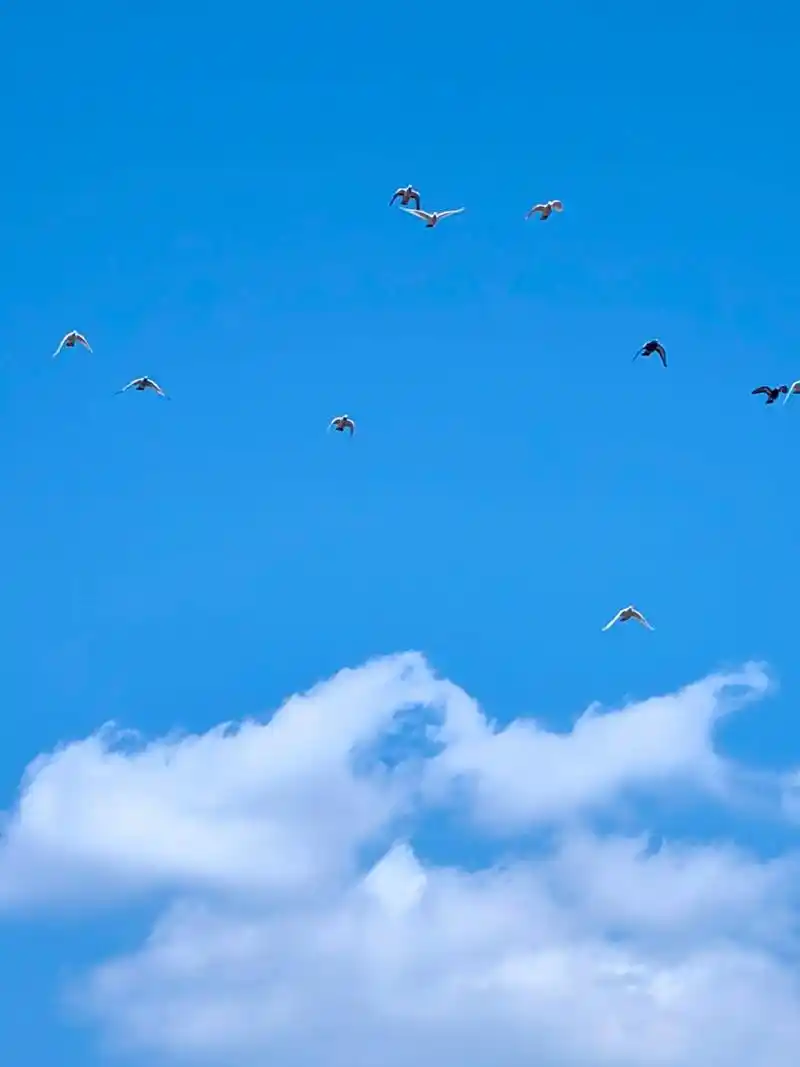 天空一卷一卷的云朵78,鸽子们在空中肆意飞.#自由飞翔 #蓝天 - 抖音