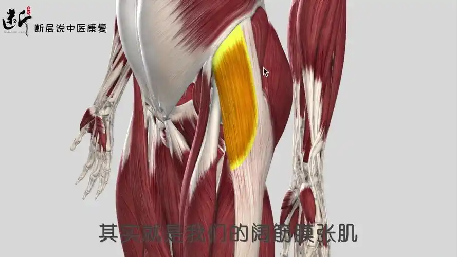 【每日一肌】阔筋膜张肌——弹响髋,假胯宽,髋关节外侧痛,这块肌肉都