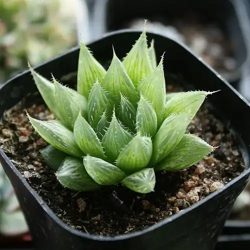 中式室内植物造景做入户门_姝花坊多肉商城