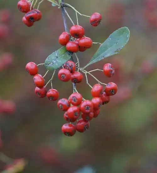 秋霜染红了小小的果实,红艳艳的着实可爱,火棘以它独特的密集的小红果