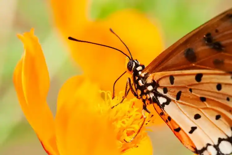 橙色,蝴蝶,吸吮,花,吮,花蜜