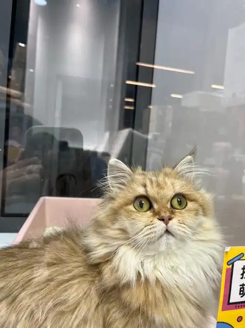 今天看到的一只惊讶狮子猫猫!