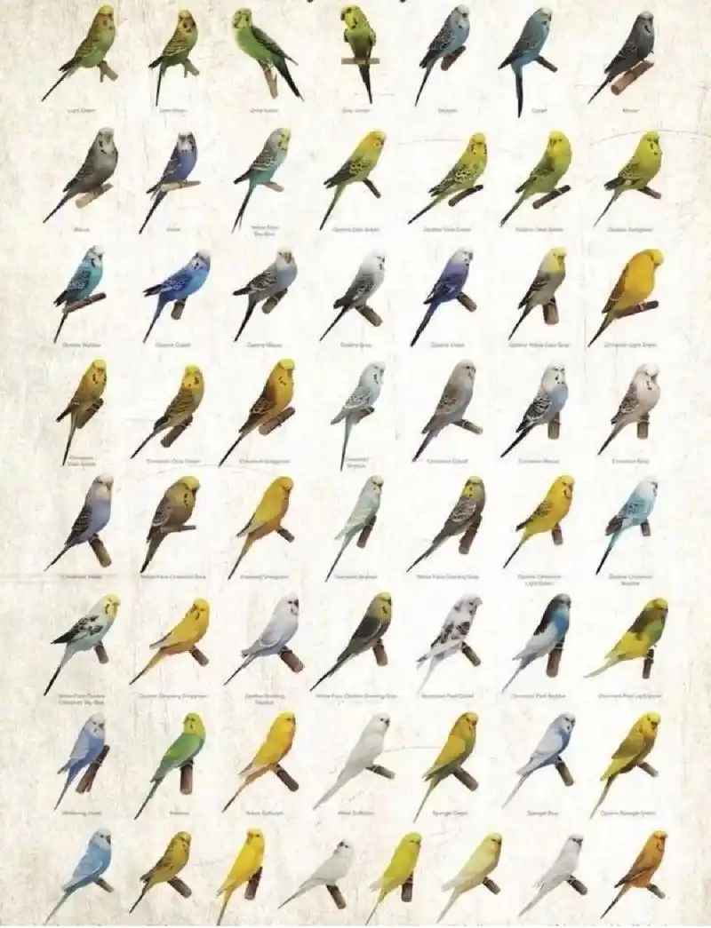 虎皮鹦鹉00新手常识〈4〉花色        虎皮鹦鹉00花色大全,77