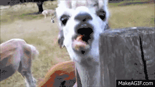 一年一度的草泥马节本周末来袭赶紧叫上小伙伴去看可爱小羊驼