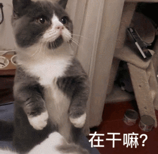 在干嘛呀动态表情包合集你在干嘛鸭