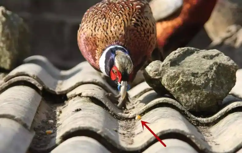 所产的蛋颜色也有不同,褐色,浅褐色,灰色,蓝色和白色,所以野鸡蛋也叫