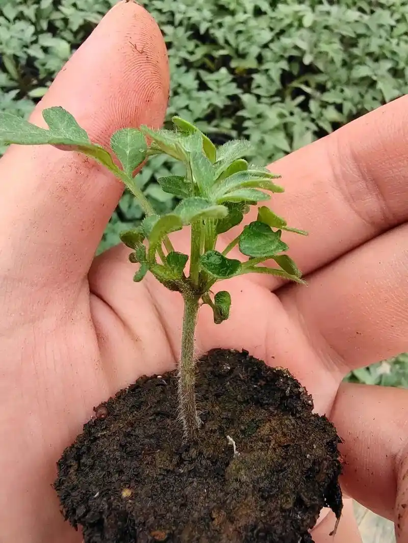 番茄苗前期养护