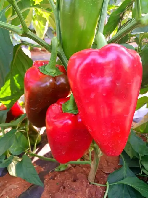 京甜1号甜椒40g068000