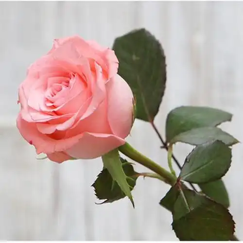 【昆明玫瑰】戴安娜,20支/扎 - 南粤floever鲜花量贩