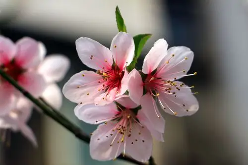 【图片3】院子里的桃花--蜂鸟论坛照片套图