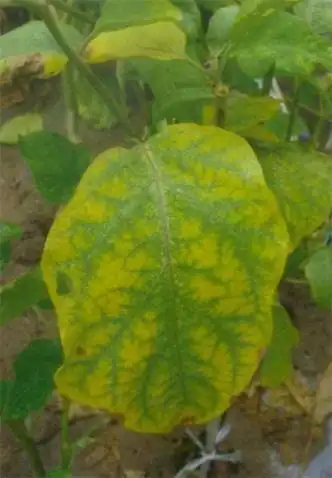 原创 茄子缺镁 - jxdzj999 - jxdzj999的博客