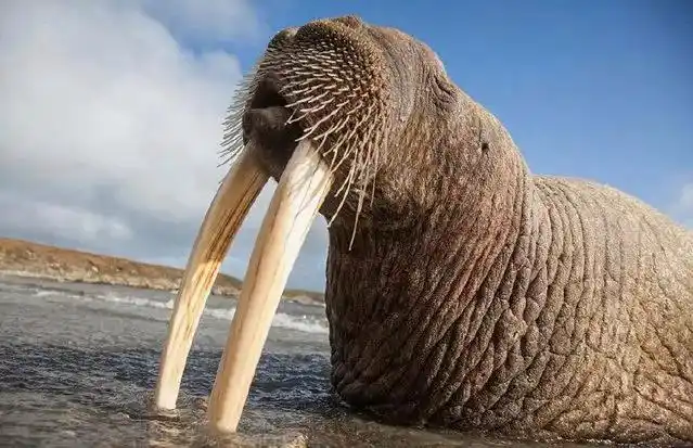 世界上牙齿最长的三大动物!大象居然无缘第一!