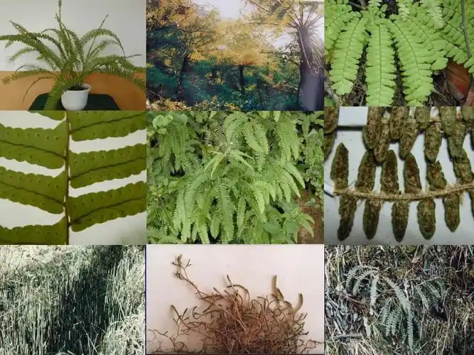 裸子植物1(系统分类)ppt