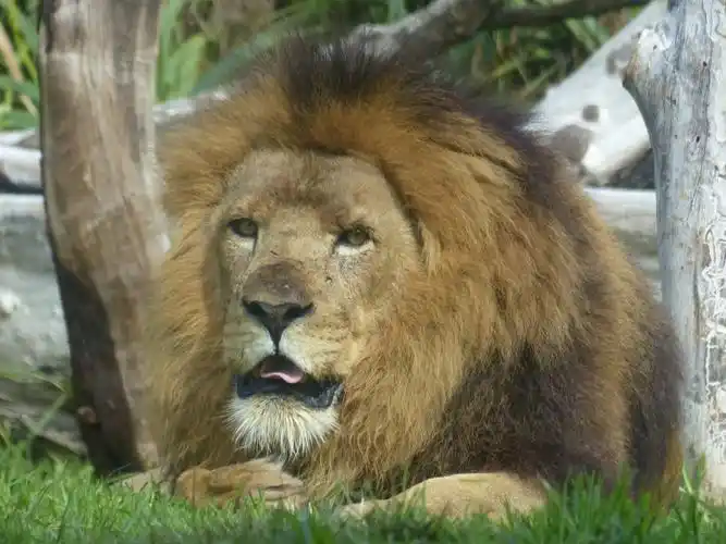 凶猛霸气的狮子图片第14张