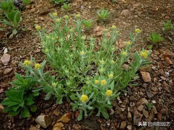 什么草能治咳嗽化痰(农村路边有1宝能止咳能润肺)(2)