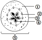 一朵花经过传粉受精后,子房发育成果实,胚珠发育成种子.