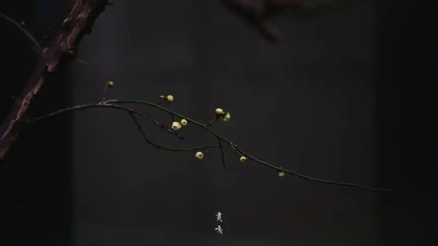 其实看看梅花的枝条,对写字也是有启发的.遒劲,韧而不刚.