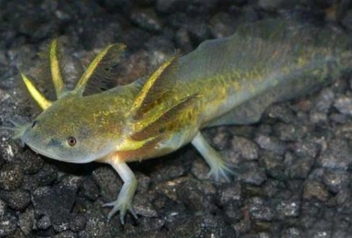 男子河边钓鱼,钓到一只四条腿的"怪鱼",仔细一看不对劲!