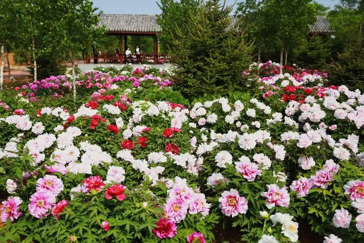 华家牡丹园繁花似锦