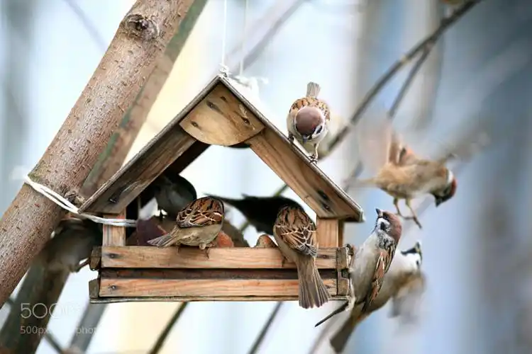 sparrows - noisy apartment