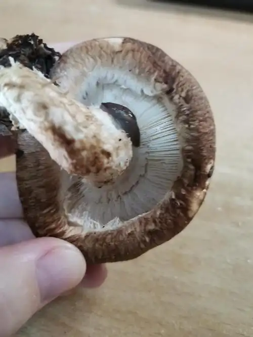 美团买的香菇惊现蚂蟥