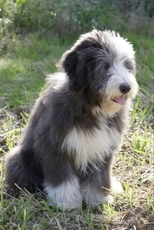 食肉目·犬科·犬亚科·犬属:古代牧羊犬