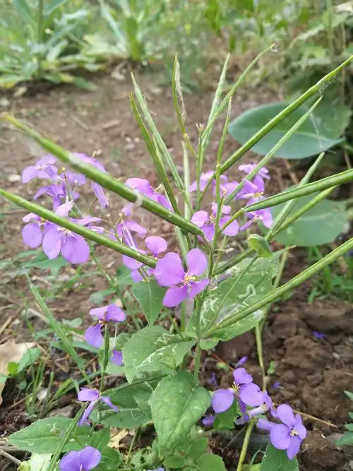 十字花科蔬菜多――盘点十字花科的植物