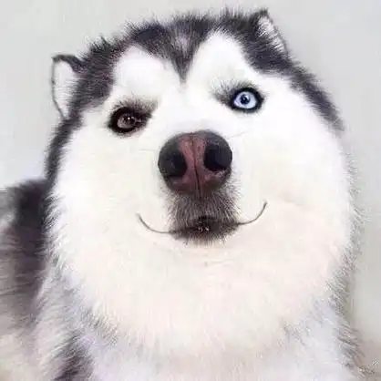 哈士奇微笑头像