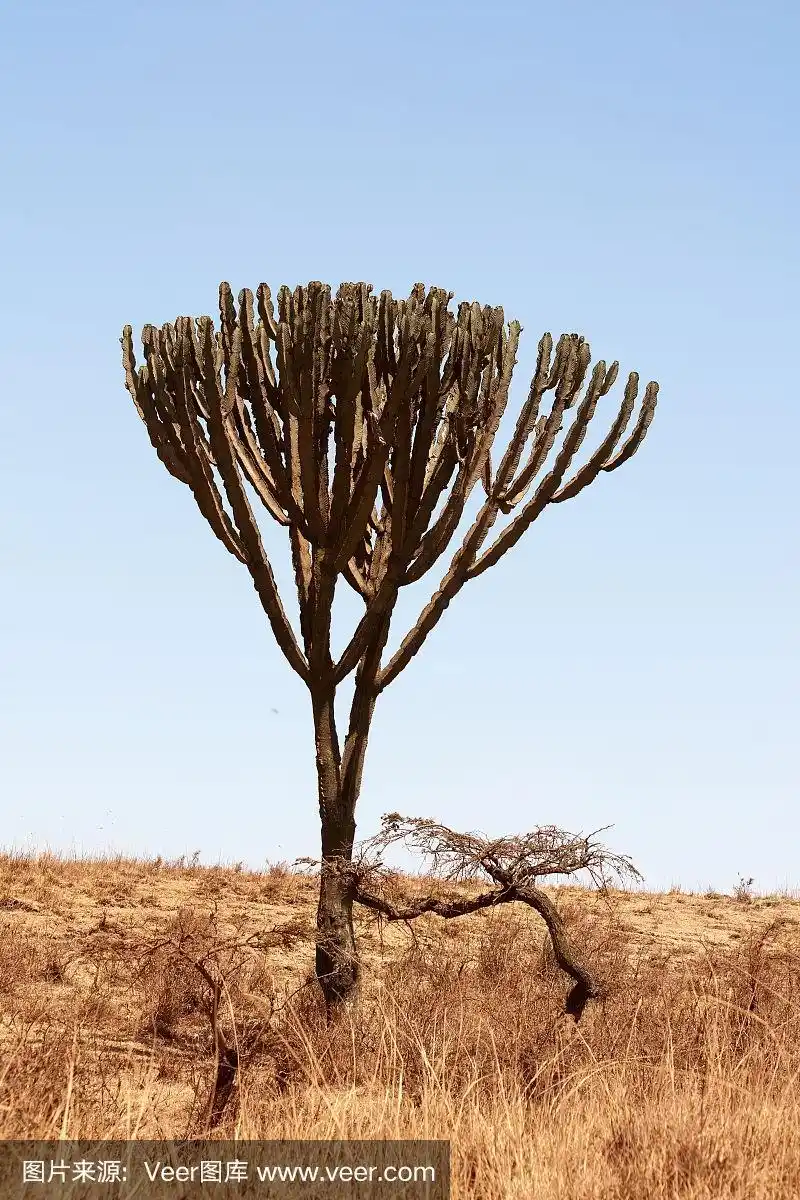 大烛台树,非洲的典型植物