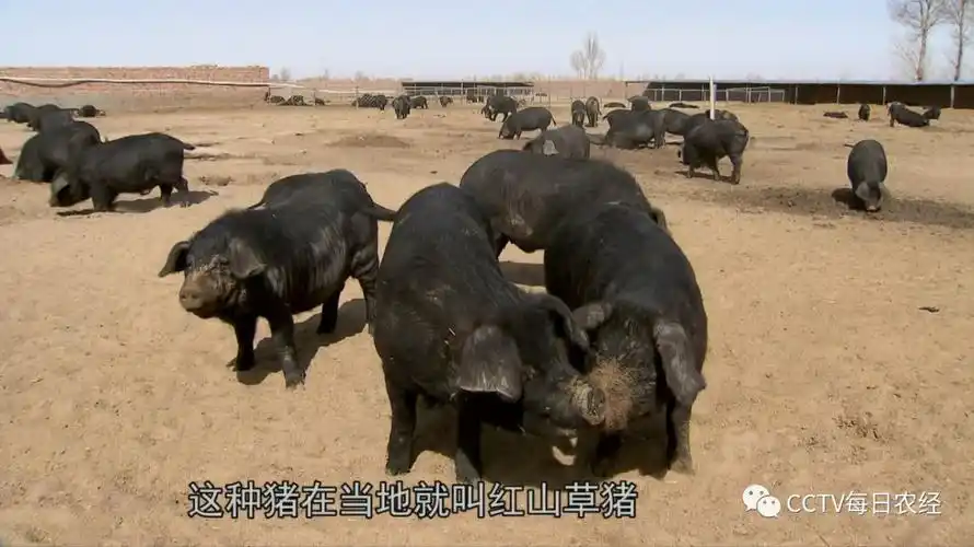 沙漠里扶贫有高招 一只猪就能赚1000元
