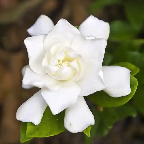 gardenia jasminoides 黄栀花 | flickr – 相片分享!