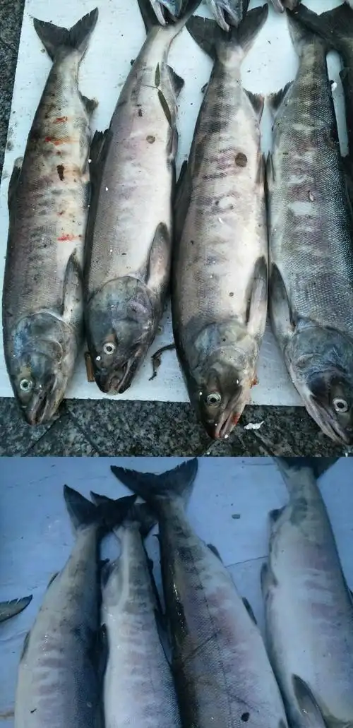 乌苏里江野生马哈鱼母新鲜冷冻东北特产6斤包邮航空淡水鱼东北大