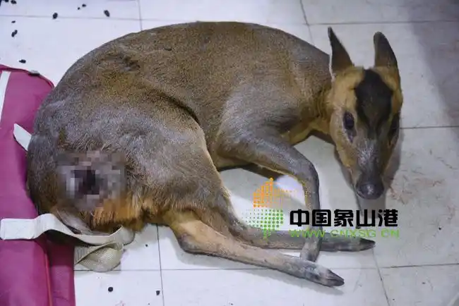 村民发现受伤角麂 报警寻救治