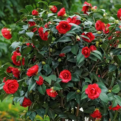 茶花树苗四季常青庭院阳台花园绿化花卉