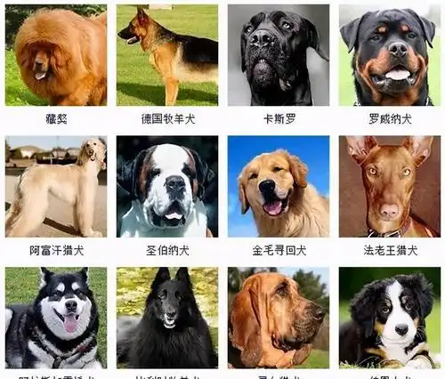 178个品种的狗狗傻傻分不清楚有了它一扫就能认出