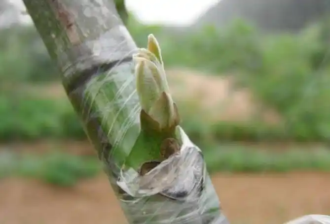 三种常用的芽接方法及后期管理