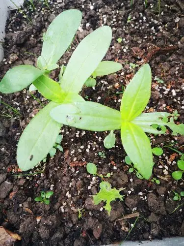 其它 百日草 写美篇摄于4月23的小苗