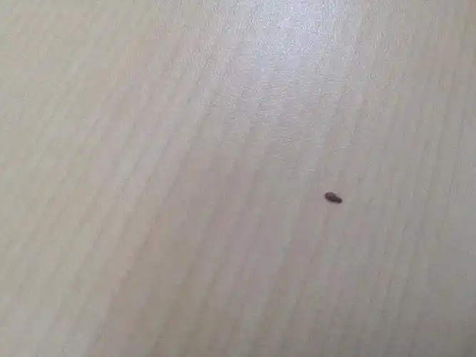 请问会飞,会爬,棕色的1毫米小虫是什么虫子,喜欢热的地方