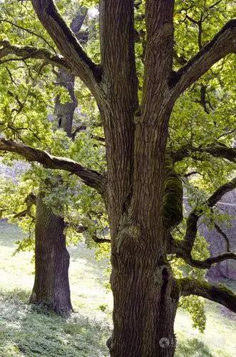 两个老橡树树干在公园