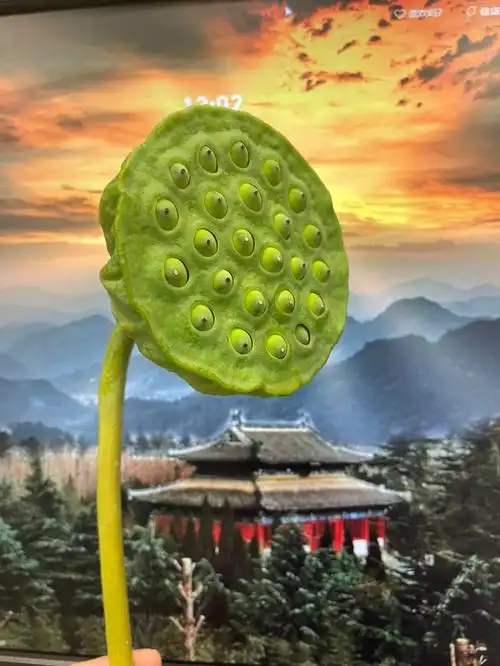 夏日的浪漫莲蓬季的到来