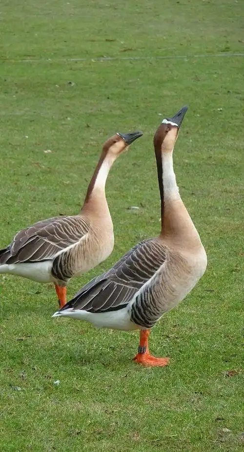 野生的大鹅,是战斗种族的军队