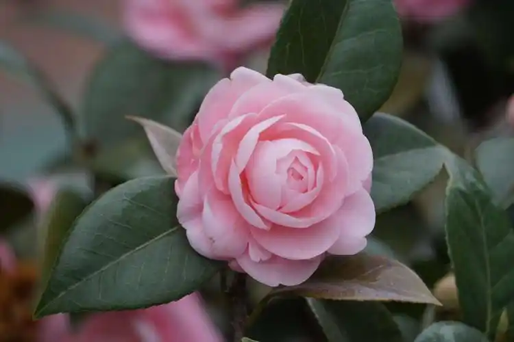 粉色茶花 动人心魄