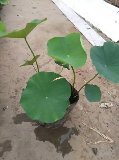 【供应四川荷花苗|四川睡莲苗|四川荷花种苗|四川睡莲种苗|四川荷花