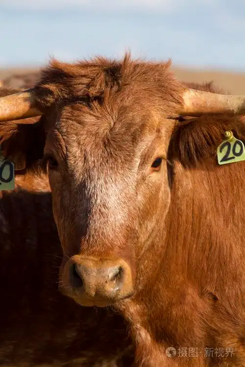 棕色母牛头