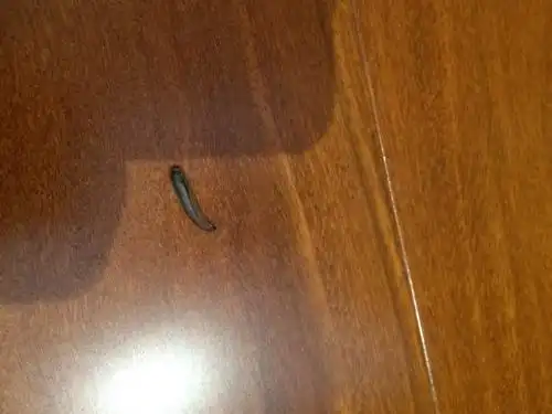 家住11楼 这是卧室地板上的虫子 求问这是什么虫 哪儿来的 恶心死我了