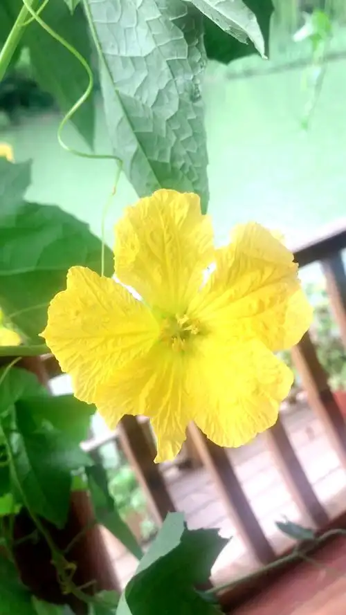 码头丝瓜开花98啦