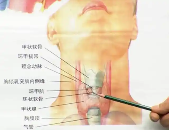 甲状腺的位置,在人体颈部,位于"喉结"的下方约2～3厘米处气管的两侧