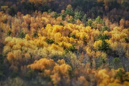 高高的兴安岭 一片大森林