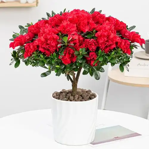 杜鹃花盆栽室内外阳台四季开花不断老桩大颗好养观花卉易活绿植