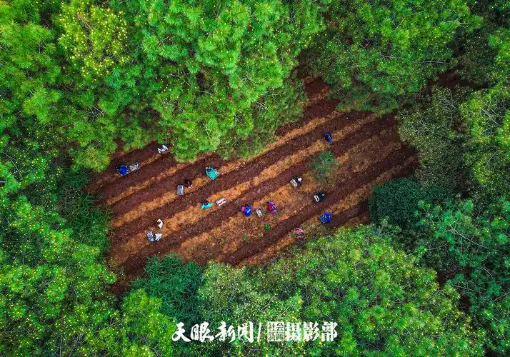 绿水青山就是金山银山贵州林下经济蓬勃发展